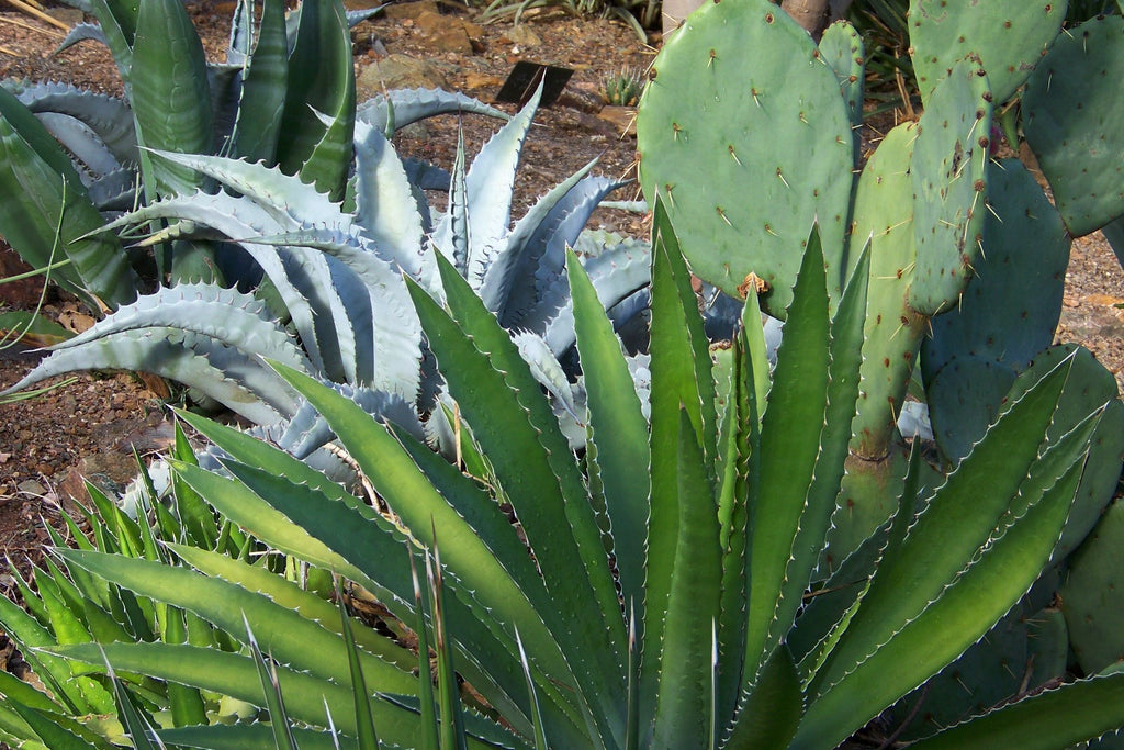 Planting Bare Root Agaves