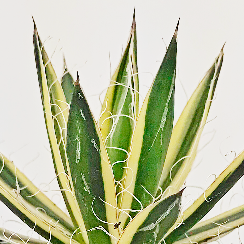 Close-up of Agave schidigera 'Royal Flush,' showcasing its dark green strap-like leaves with cream to golden variegation and delicate fuzzy margins. The compact, slow-growing agave features a small terminal spine and a textured, unique appearance.