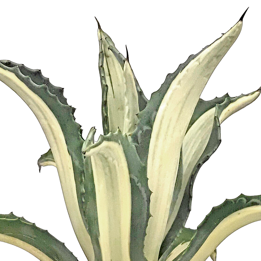 Close-up of Agave americana var. medio-picta 'alba', featuring the bold creamy-white central stripe and blue-green margins of the leaves. The plant grows to 3-4 feet high and 4-6 feet wide, thriving in full to part sun. Hardy in USDA zones 8-12, it requires low to moderate water in summer and little to no water in fall through early spring. Ideal for in-ground or container planting.







