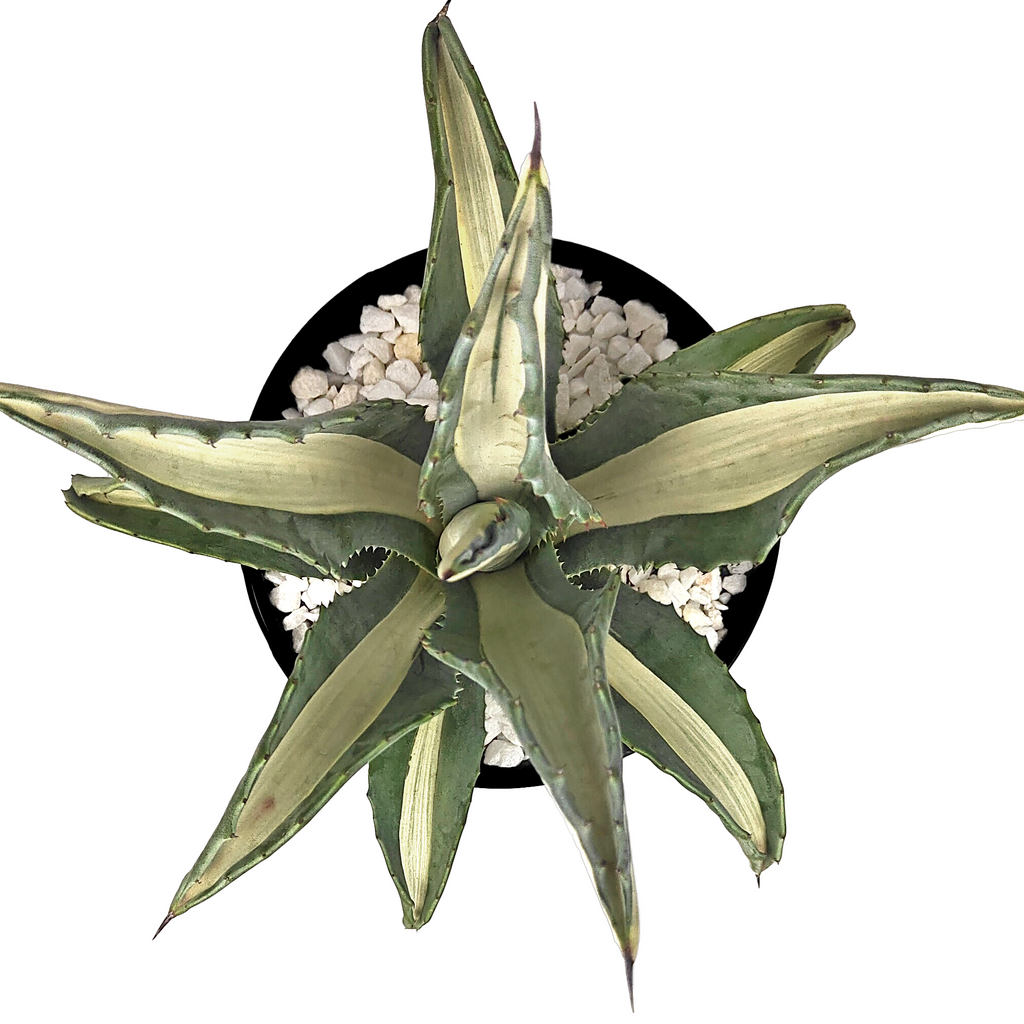 Top-down view of Agave americana var. medio-picta 'alba', showcasing its bold creamy-white central stripe and blue-green margins. The plant grows to 3-4 feet high and 4-6 feet wide, thriving in full to part sun. Hardy in USDA zones 8-12, it requires low to moderate water in summer and little to no water in fall through early spring. Ideal for in-ground or container planting.







