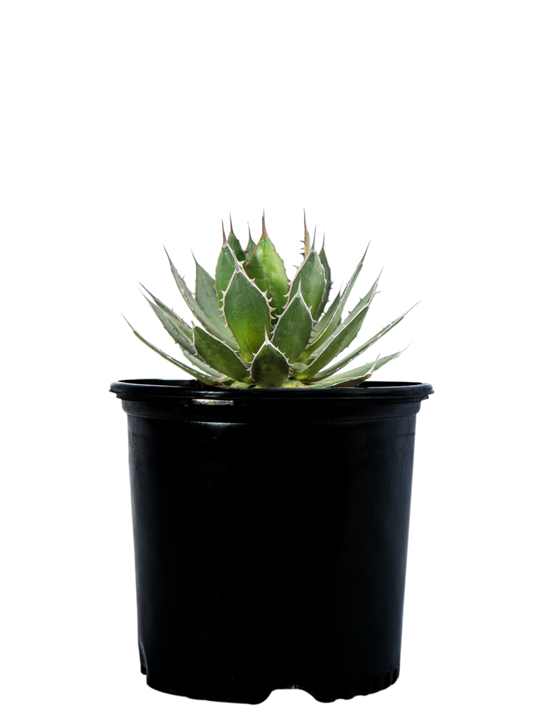 Full, high-angle view of Agave horrida, showcasing its symmetrical shape and dark green, dagger-shaped leaves. The leaves are adorned with sharp, light-gray marginal teeth, creating a dramatic contrast. This compact agave grows up to 2 feet high and 3 feet wide, thriving in full sun or partial shade in well-drained soil.