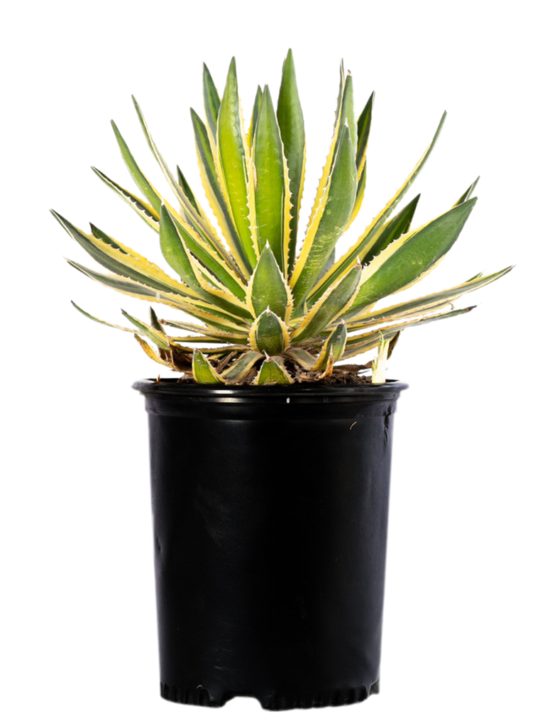 Full, high-angle view of Agave lophantha v. Quadricolor, featuring dark green leaves with yellow edges and a pale green strip down the middle, accented by dark red teeth along the margins. The plant grows to 1-2 feet high and wide, thriving in full to part sun. Hardy in USDA zones 8-12, it tolerates temperatures as low as 10-15°F. It is a slow-growing tropical plant, with greenish-yellow flowers that bloom on a stalk reaching up to 12 feet tall.







