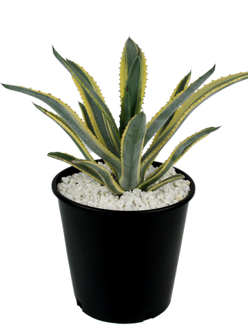 Full, high angle view of Agave murpheyi variegated, featuring long, narrow leaves with vibrant yellow edges and reddish-brown spines along the margins. The plant forms a compact rosette, growing to 2-3 feet high and 3 feet wide. It thrives in full sun and is hardy in USDA zones 9-11, requiring minimal care and making it ideal for both landscapes and containers.







