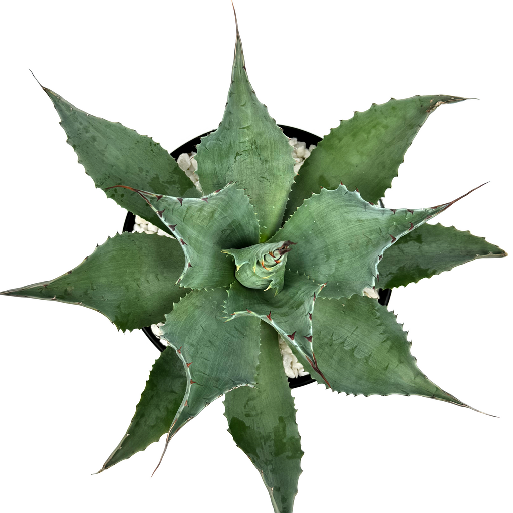 Top-down view of Agave ovatifolia (Whale's Tongue Agave), showcasing wide, deeply guttered leaves with wavy linear undulations. The plant grows to 3-5 feet high and 4-6 feet wide, thriving in full sun. It is hardy in USDA zones 7-12 and grows slowly into a solitary, attention-commanding specimen.






