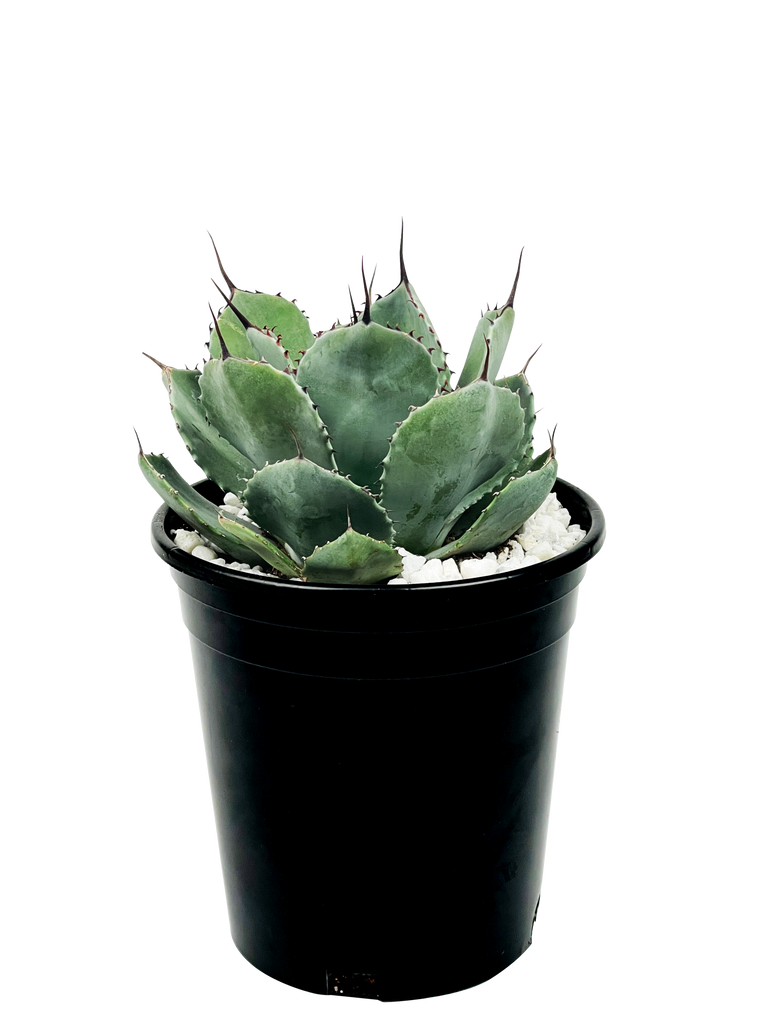 Full high-angle view of Agave parryi 'truncata' (Artichoke Agave), showcasing its broad, powder-blue leaves arranged in a compact rosette. The leaves resemble an artichoke and are tipped with one-inch-long black, wavy terminal spines. This hardy agave thrives in full sun to part shade and grows to 3-4 feet high and wide. It is well-suited for USDA hardiness zones 7-11 and prefers well-drained soil, making it an ideal choice for landscape accents, containers, or garden beds.






