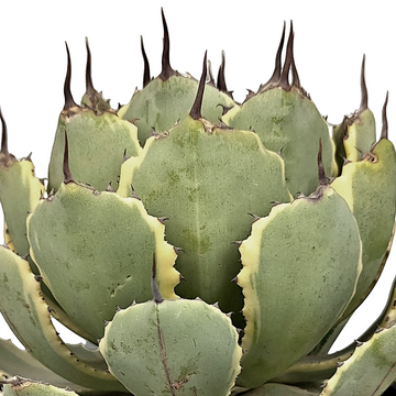 Close-up of Agave potatorum "Kichiokan Marginata" (Dwarf Butterfly Agave), highlighting the compact rosette with short gray leaves and red spines. The plant features yellow to pale green variegation along the edges of its leaves. It grows to 1 foot tall and 1-2 feet wide, thriving in full sun and requiring occasional watering in hot climates.






