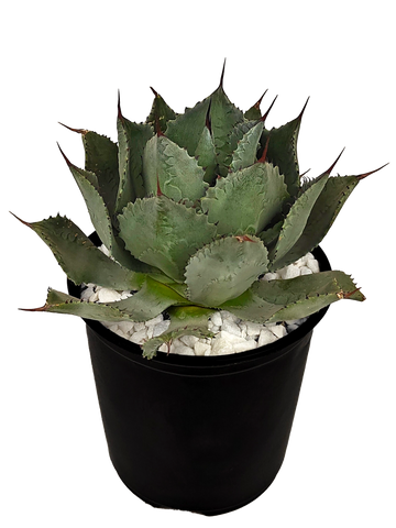 Close-up of Agave potatorum, also known as Butterfly Agave, showing broad gray leaves forming an open rosette. The leaves, which are 10-18 inches long, are reflexed near the tips with brown spines. The plant grows to 1.5-2 feet high and 2-3 feet wide, with a flower spike that rises 10 to 20 feet, producing light green flowers tipped with red. Hardy in USDA zones 9-12, it thrives in full to part sun.