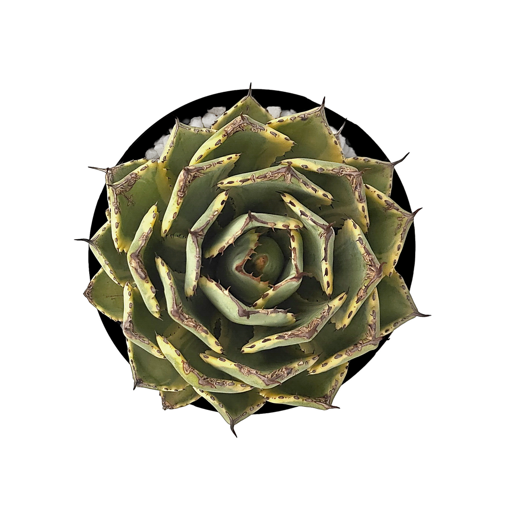 Top-down view of Agave potatorum "Kichiokan Marginata" (Dwarf Butterfly Agave), showcasing the small, tight rosette of gray leaves with red spines and yellow to pale green variegation along the edges. The plant grows to 1 foot tall and 1-2 feet wide, thriving in full sun. It is hardy in USDA zones 9-11 and prefers light shade in hot climates, requiring occasional watering.








