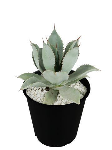 Full, high-angle view of Agave pygmae (Dragon Toes Agave), a small rosette-shaped plant with blue-green leaves adorned with distinct red speckled imprints. This hardy dwarf agave thrives in full sun, grows to 1-2 feet high and wide, and is deer-resistant. It is ideal for container gardening and attracts birds and butterflies when blooming. Hardy in USDA zones 9-11 and ships bare root.