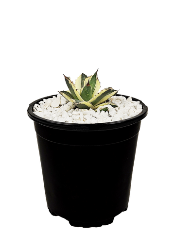 High-angle view of Agave titanota 'Snaggle Tooth' showcasing its variegated leaves with green centers and wide cream margins. The plant forms a uniform rosette with rusty red-brown spines that lighten to cream as it matures. This rare agave, native to Oaxaca, is compact yet grows to 30 inches tall and wide.