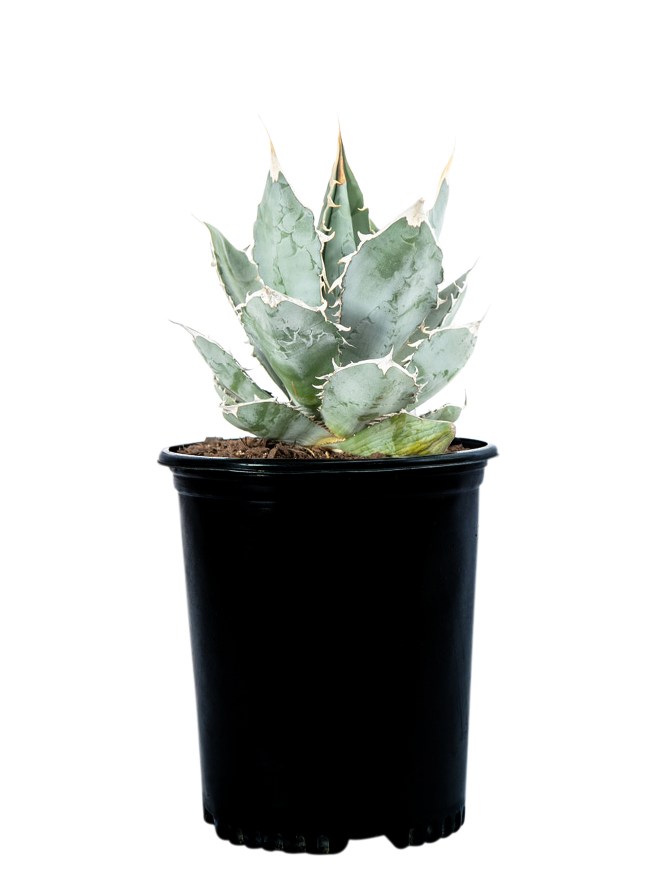 Full, high-angle shot of Agave titanota 'White Ice', featuring broad, pale gray/white-colored leaves with 1-inch terminal spines and curved marginal teeth. This medium-sized agave grows to 1-2 feet tall and 2-3 feet wide, thriving in full sun and well-drained soil. Its open rosette structure highlights its few, thick leaves with a unique color and shape.