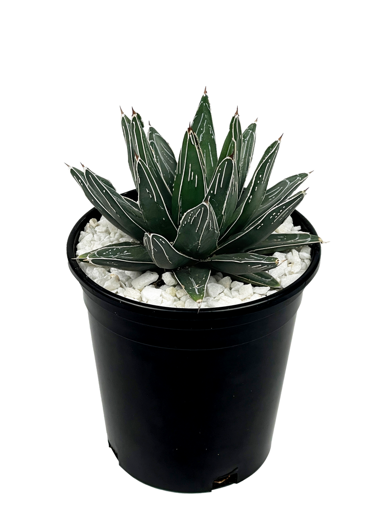 Full, high-angle view of Agave victoriae-reginae, showcasing its geometric rosette shape with thick, triangular leaves. The plant's dense, symmetrical form radiates a stunning structure, ideal for containers or landscaping in full to part sun with minimal water. A rare and slow-growing agave that thrives in USDA hardiness zones 8-11