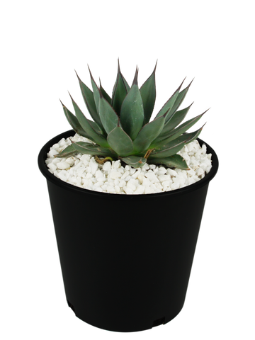 Full, high-angle view of Agave x 'Blue Emperor,' showcasing its stunning blue-green foliage with short black tips and dark margins. The tightly growing rosette features small marginal teeth toward the bottom of the leaves. The agave's compact growth is highlighted in full sun exposure.