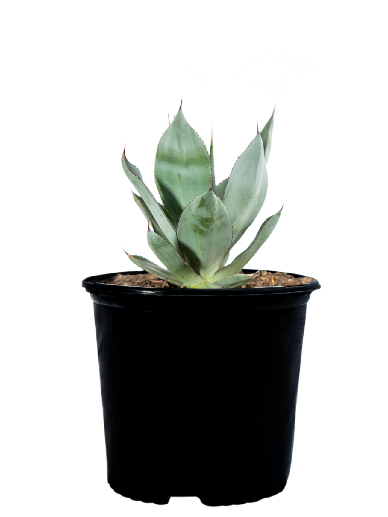 High-angle shot of Agave x 'Nova' (Agave celsii hybrid), showcasing its beautiful gunmetal gray-green leaves, 3-5 inches wide and up to 1 foot long. The smooth, silky-textured leaves have minimal marginal teeth and a short terminal spine. This small agave thrives in part to heavy shade and grows 1-2 feet tall by 2-3 feet wide, suitable for pots or shady planters. Hardy in USDA zones 8-11, with tolerance to temperatures in the high teens under ideal conditions.