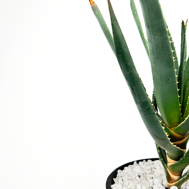 Close up of Aloe x 'Hercules' trunk, emphasizing its peeling bark revealing smooth, silvery skin. The dark green leaves taper to sharp points, creating a bold aesthetic that tolerates a variety of sun and heat conditions.