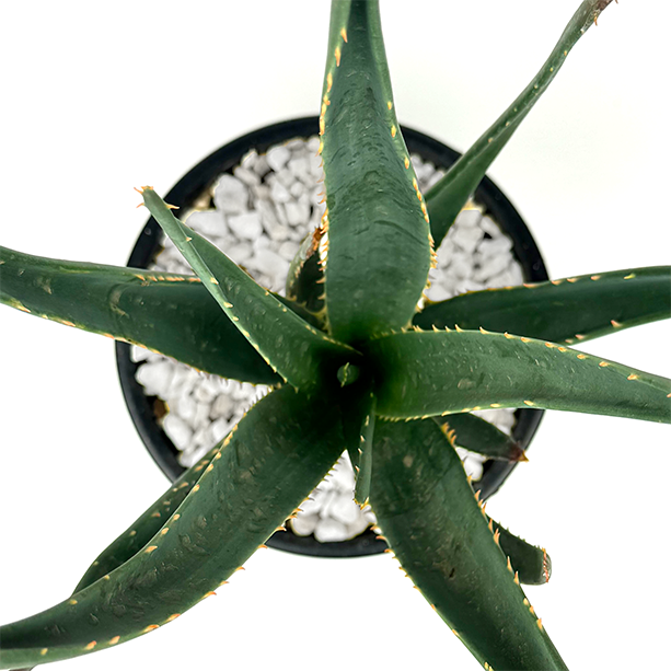Top down view of Aloe x 'Hercules', highlighting the symmetrical arrangement of its long, tapering leaves radiating from the thick central trunk. The textured bark beneath creates a striking visual contrast, ideal for large-scale landscapes.