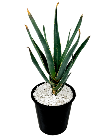 Full, high angle view of Aloe x 'Hercules', showcasing its towering growth with thick trunks and a dense canopy of long, triangular dark green leaves. The plant thrives in full to part sun, growing to an impressive 25-40 feet tall and 15-20 feet wide.