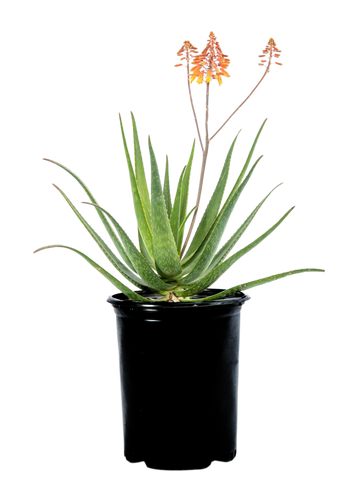 High-angle view of Aloe x 'Rooikappie,' displaying its clump-forming growth with bright green, triangular leaves spotted with light green dashes. The widely spaced teeth along the leaf edges are visible, and a flower stalk with tubular reddish-orange flowers rises from the center.