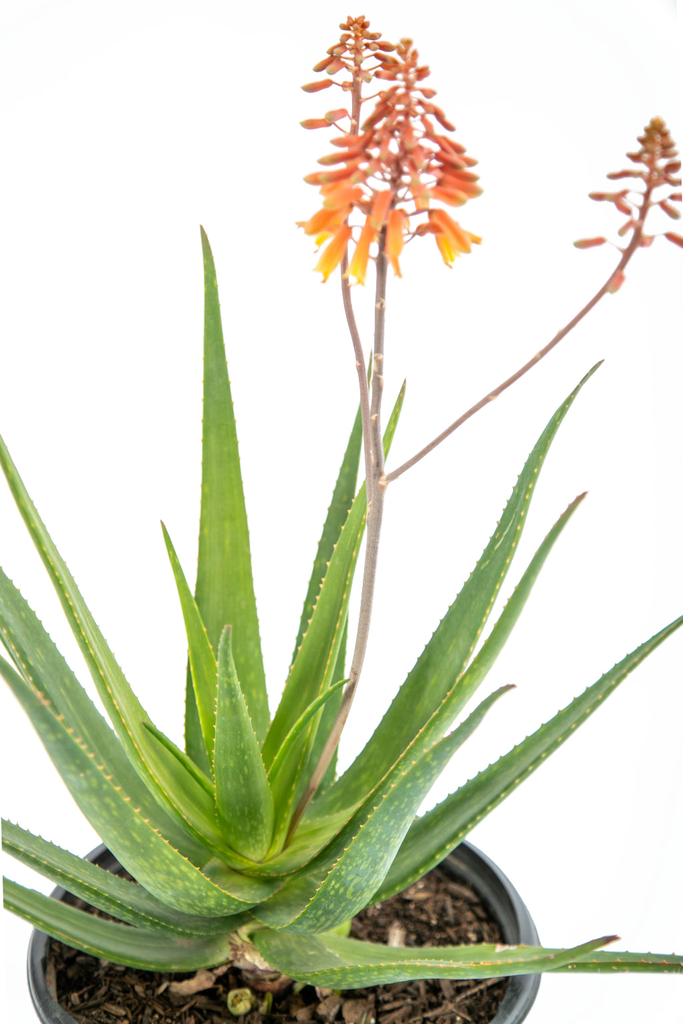 Close-up view of a single leaf from Aloe x 'Rooikappie,' highlighting its pointed shape, light green dash patterns, and the widely spaced teeth along the edges. In the background, a flower stalk with vivid red-orange tubular flowers begins to bloom.