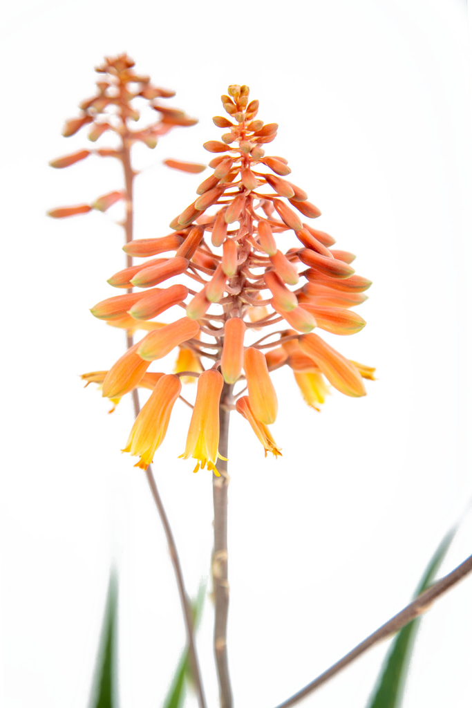 Close-up view of a single leaf from Aloe x 'Rooikappie,' highlighting its pointed shape, light green dash patterns, and the widely spaced teeth along the edges. In the background, a flower stalk with vivid red-orange tubular flowers begins to bloom.