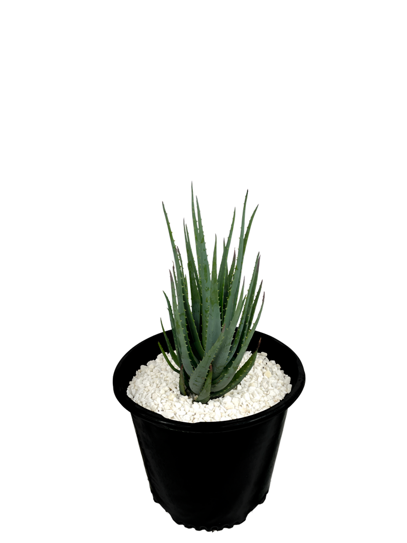 Full, high angle view of Aloe brevifolia hybrid, displaying its compact growth with clusters of blue-green, spiny leaves. The plant thrives in full sun to part sun, forming a dense, groundcover-like spread. Stalks of bright orange flowers bloom above the foliage, attracting hummingbirds.