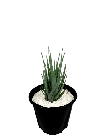 Full, high angle view of Aloe brevifolia hybrid, displaying its compact growth with clusters of blue-green, spiny leaves. The plant thrives in full sun to part sun, forming a dense, groundcover-like spread. Stalks of bright orange flowers bloom above the foliage, attracting hummingbirds.