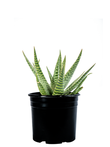 Full, high-angle view of Aloe variegata, showcasing its stemless form and the thick, triangular dark green leaves with irregular white spots. The serrated edges of the leaves create a textured appearance, with a few short, stout flower stalks emerging.