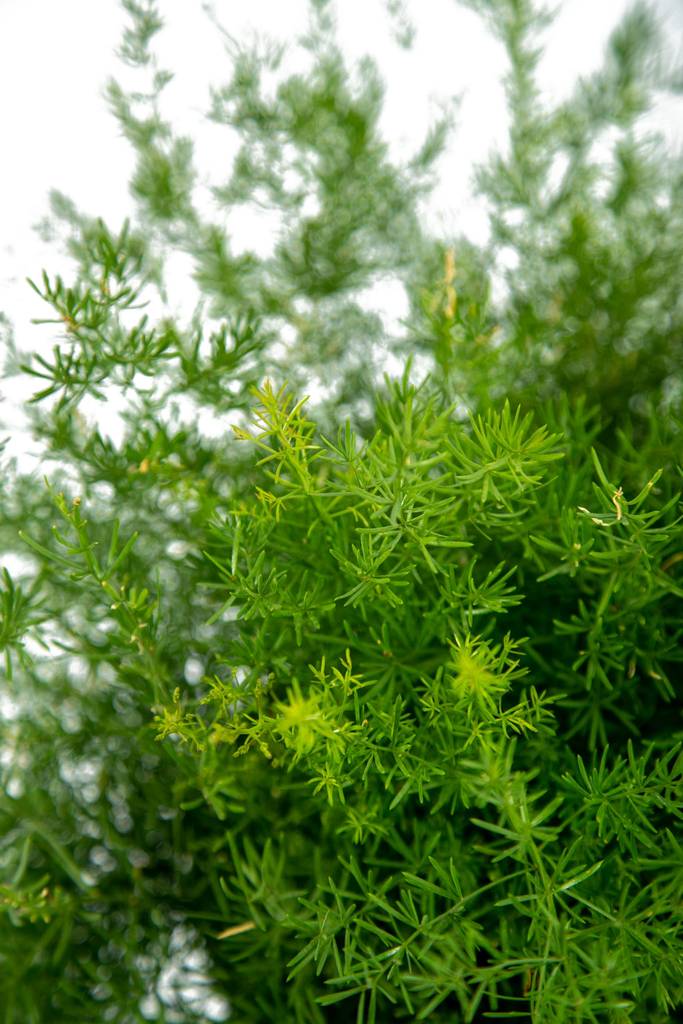Close-up of an Asparagus sprengeri stem, focusing on its delicate, needle-like leaves. The small white flowers and developing red berries create a striking visual contrast, while the fine texture of the foliage enhances the plant’s overall charm.