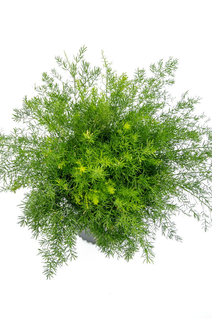 Top-down view of Asparagus sprengeri, emphasizing the dense, feathery foliage arranged in a circular pattern. The small white flowers and red berries stand out against the rich green backdrop, adding a vibrant contrast to the plant’s soft texture.