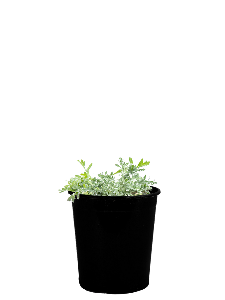 Full view of Baileya multiradiata, showcasing its silvery-white to green foliage and brilliant yellow marigold-like flowers. The plant forms dense mounds, reaching 1-2 feet in height and width, thriving in full sun and showcasing its drought tolerance. Ideal for attracting bees and butterflies, it blooms from early spring to late fall.