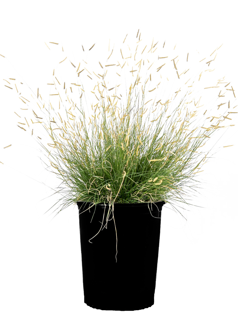 Full view of Bouteloua gracilis 'Gila Silver', showcasing its blue-green foliage and tall, golden seed heads. The plant forms a compact, rugged mound up to 12 inches in height and width, with stiff, weather-resistant stems. It thrives in full sun, providing cool-season interest as the seed heads persist through winter.