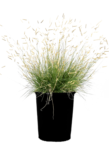 Full view of Bouteloua gracilis 'Gila Silver', showcasing its blue-green foliage and tall, golden seed heads. The plant forms a compact, rugged mound up to 12 inches in height and width, with stiff, weather-resistant stems. It thrives in full sun, providing cool-season interest as the seed heads persist through winter.