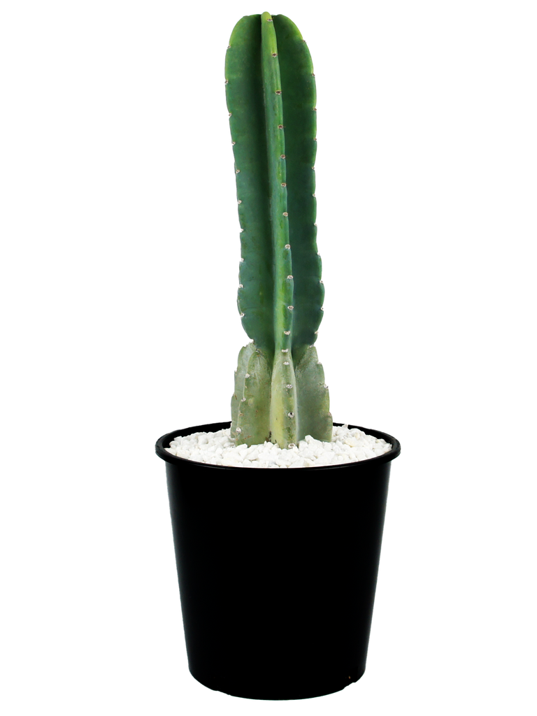 Full, high angle view of Cereus peruvianus, showcasing its large, robust cylindrical form with deep ribs. The cactus branches from the base, forming a candelabra-like shape, with blue-green waxy flesh protected by white, fuzzy areoles. It thrives in full sun, growing up to 10-20 feet high and 6-12 feet wide, with large white funnel-shaped flowers in spring.