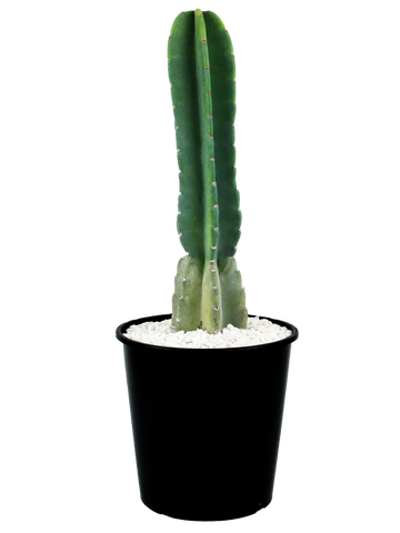 Full, high angle view of Cereus peruvianus, showcasing its large, robust cylindrical form with deep ribs. The cactus branches from the base, forming a candelabra-like shape, with blue-green waxy flesh protected by white, fuzzy areoles. It thrives in full sun, growing up to 10-20 feet high and 6-12 feet wide, with large white funnel-shaped flowers in spring.