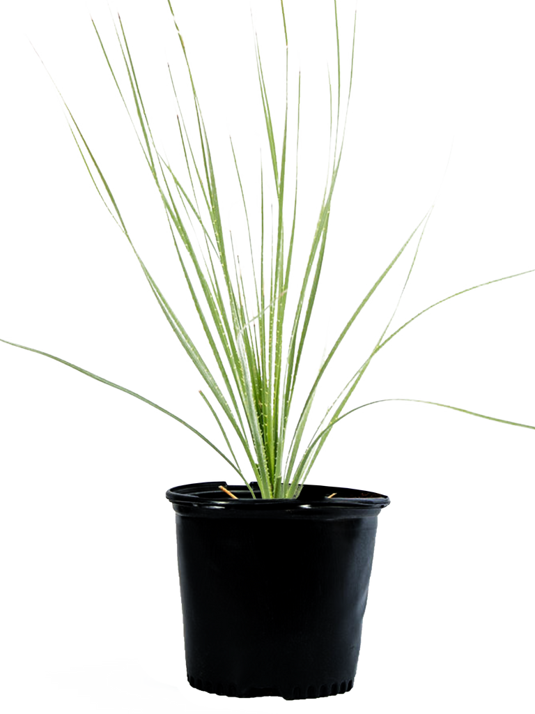 High-angle view of Dasylirion acrotrichum, showcasing its green, spiny leaves forming a large rosette. The plant’s hardy and structured form creates a strong, visual presence, with a focus on its sunlit texture and green tones.