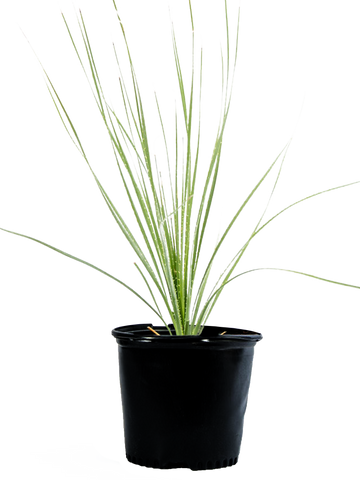 High-angle view of Dasylirion acrotrichum, showcasing its green, spiny leaves forming a large rosette. The plant’s hardy and structured form creates a strong, visual presence, with a focus on its sunlit texture and green tones.