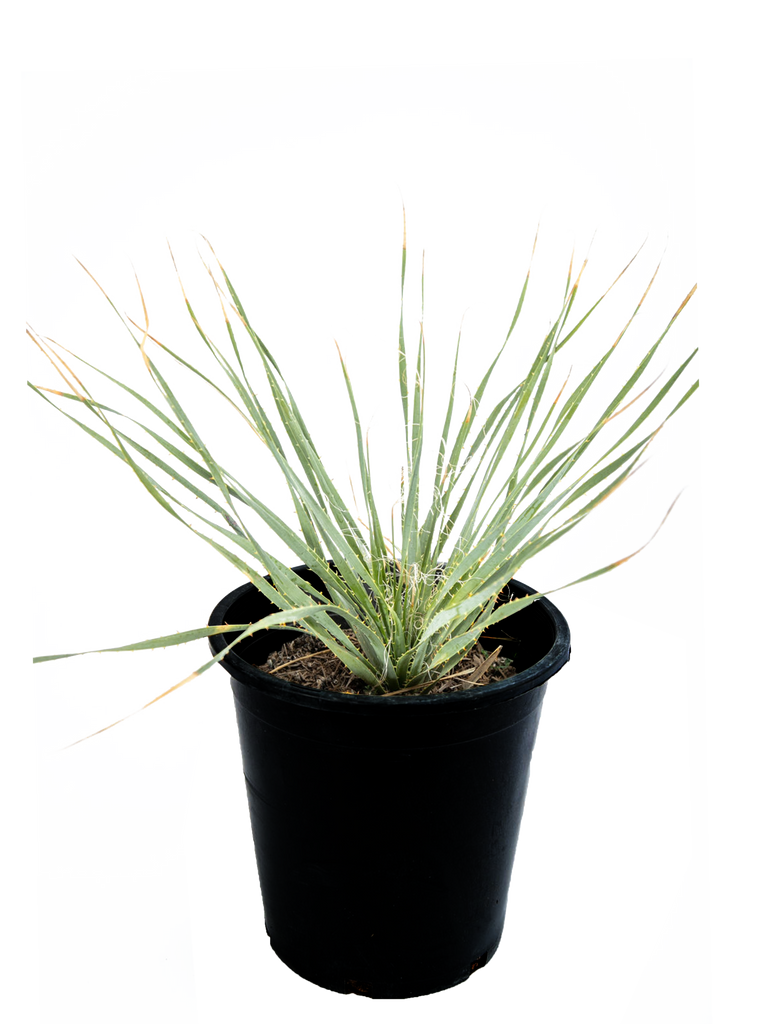 High-angle view of Dasylirion wheeleri, with its long, grass-like gray leaves forming a large rosette. The plant’s spiny-edged foliage creates a visually interesting pattern, illuminated by sunlight, highlighting its rugged texture and cold tolerance.