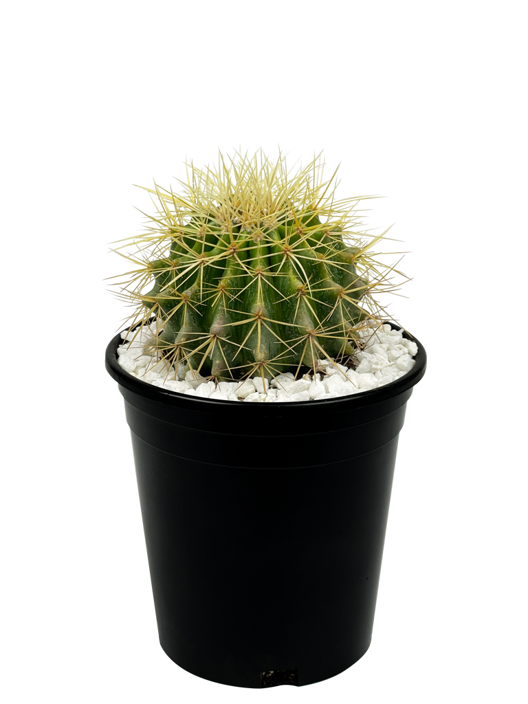 Full, high angle view of a golden barrel cactus, showcasing its round, globe-like shape. Yellow spines radiate from the cactus' ribs, creating a striking appearance. The plant grows compactly with dense, upright spines. Small pups may develop around the base as it matures. Grows well in full to part sun, hardy in USDA zones 9-12.