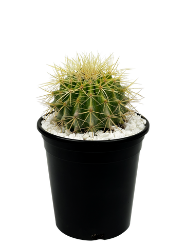 Full, high angle view of a golden barrel cactus, showcasing its round, globe-like shape. Yellow spines radiate from the cactus' ribs, creating a striking appearance. The plant grows compactly with dense, upright spines. Small pups may develop around the base as it matures. Grows well in full to part sun, hardy in USDA zones 9-12.