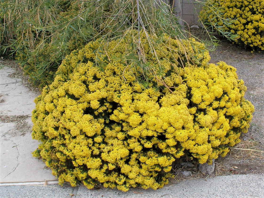 Photo credit: Dan Goodspeed