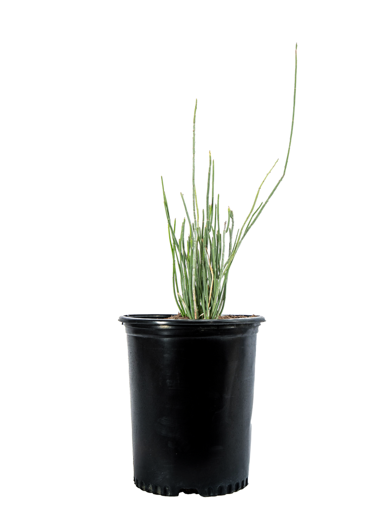 High-angle view of Euphorbia antisyphilitica, showing the dense, waxy gray-green stems arranged in tight bundles. The plant's upright, spiny growth contrasts with the surrounding landscape, and the tips of the stems display clusters of pink, red, and cream-colored blooms.