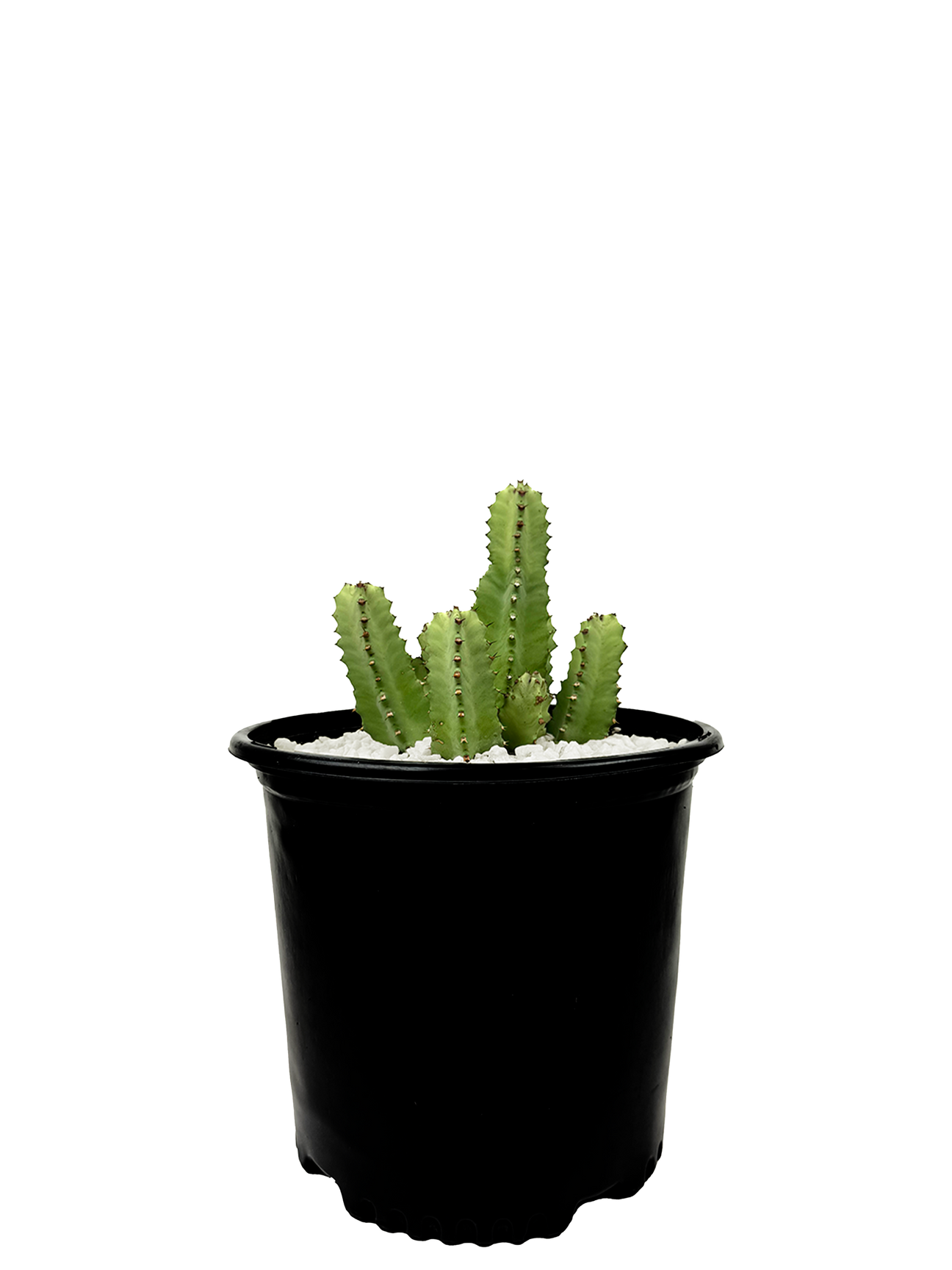 High-angle view of Euphorbia resinifera, showing its mounding shape with multiple 4-sided stems. The pale green to blue-green coloration is visible, with gray to brown spines along the edges. The plant's overall structure resembles a sculptural formation, ideal for conversation.