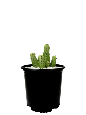 High-angle view of Euphorbia resinifera, showing its mounding shape with multiple 4-sided stems. The pale green to blue-green coloration is visible, with gray to brown spines along the edges. The plant's overall structure resembles a sculptural formation, ideal for conversation.