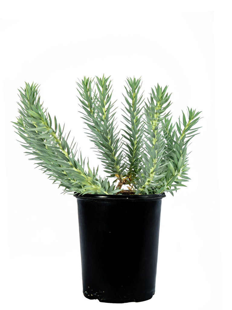 Full, high angle view of Euphorbia rigida, displaying its sculptural form with bluish-gray, waxy leaves and a striking burst of chartreuse bracts surrounding yellow-red flowers. The plant grows 1-3 feet high and 2-4 feet wide in USDA zones 7-10.