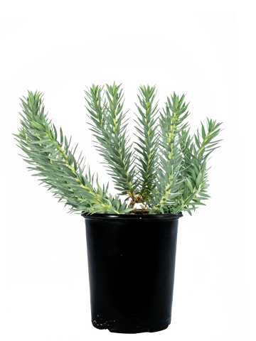 Full, high angle view of Euphorbia rigida, displaying its sculptural form with bluish-gray, waxy leaves and a striking burst of chartreuse bracts surrounding yellow-red flowers. The plant grows 1-3 feet high and 2-4 feet wide in USDA zones 7-10.