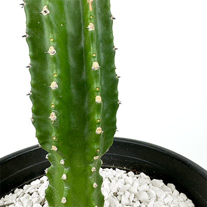 Close up view of Euphorbia royleana, highlighting the texture of its ribbed columns and the short, paired spines on the edges. The bright green, tear-drop-shaped leaves at the top of the stems create an umbrella-like effect. This succulent is easy to maintain and thrives in dry conditions. Grows best in full to part sun, hardy in USDA zones 9-11.