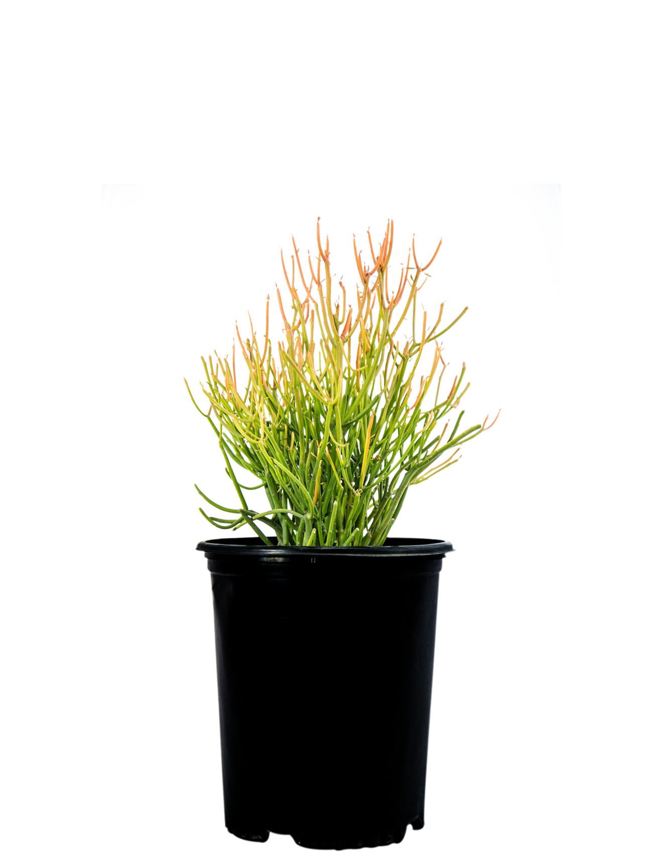 High-angle view of Euphorbia tirucalli 'Firestick,' featuring its vibrant, coral-like, reddish-golden stems. The vertical, branching stems radiate outward, creating a striking, colorful thicket with the varying hues of red and yellow.