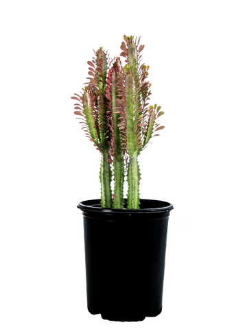 Full, high-angle view of Euphorbia trigona with its striking vertical growth. The plant displays a branching structure with teardrop-shaped dark, purplish-red leaves, highlighted by the reddish hue seeping into the flesh. Its ribbed stems show small teeth along the margins.