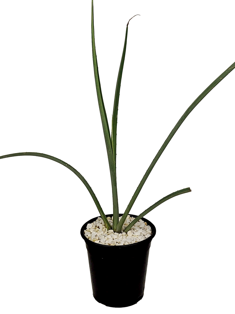 Full, high angle view of Furcraea macdougalli, showcasing its striking basal rosette of long, sword-like gray-green leaves. The plant grows 12-20 feet tall and 6-8 feet wide, thriving in full to part sun in USDA zones 9-11.