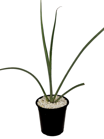 Full, high angle view of Furcraea macdougalli, showcasing its striking basal rosette of long, sword-like gray-green leaves. The plant grows 12-20 feet tall and 6-8 feet wide, thriving in full to part sun in USDA zones 9-11.